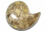 Cut & Polished Jurassic Nautilus Fossil (Half) - Madagascar #365531-1